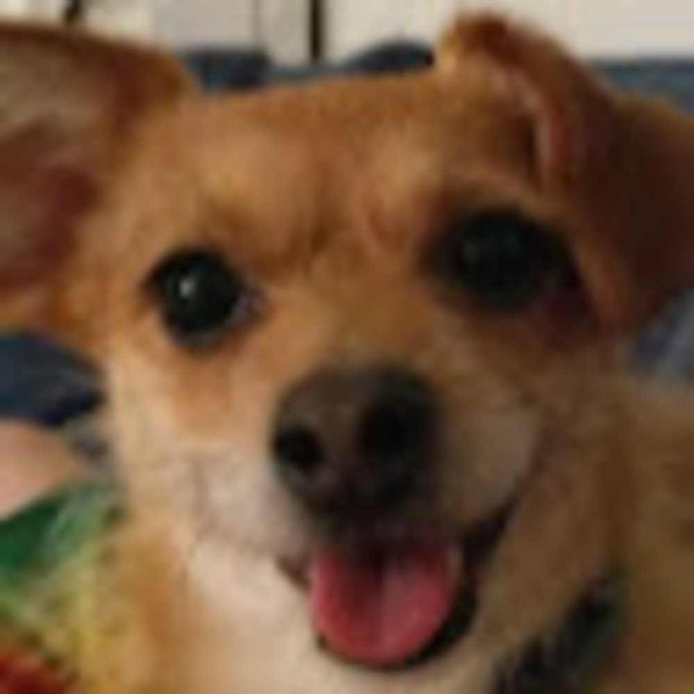 Meet your Posher, Conner